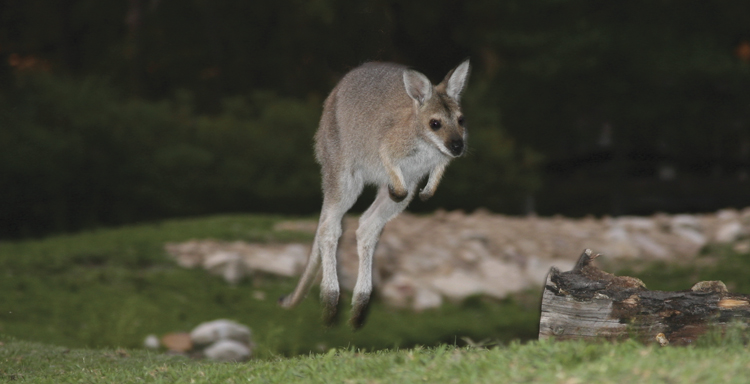 Rufous-Necked Wallaby on the hop Photo by Nic Boyde